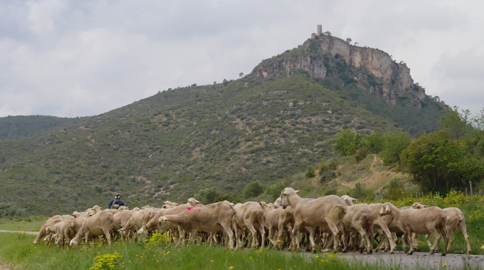 Read more about the article A punt les activitats per reviure el camí ramader de la Carrerada Sta Coloma